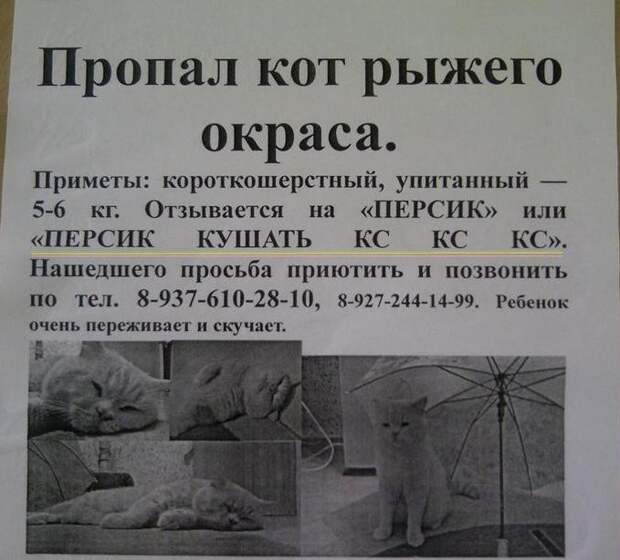 Забавные объявления о пропаже домашних животных (25 фото) 