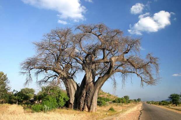 baobab (700x466, 66Kb)