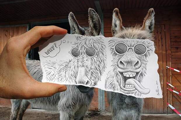 рисунок ослов