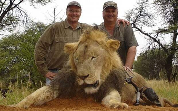 Сесил, самый знаменитый лев Зимбабве, был убит американским охотником зимбабве, нелегальное сафари, сука дантист