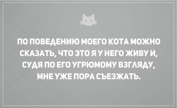 открытки о том, что без кота и жизнь не та (16)
