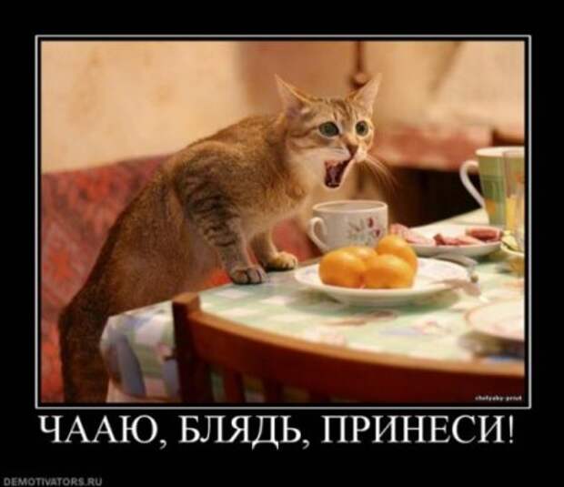 Демотиваторы про котЭ