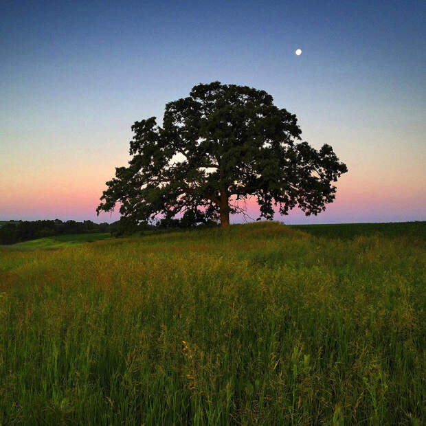 oak07
