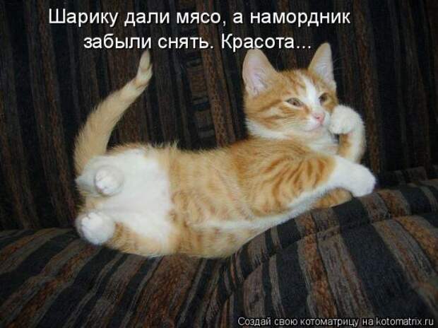 Котоматрица