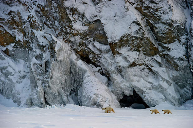 Сергей Горшков - &quot;Медвежий&quot; фотограф в мире, животные, люди, медведи, фото, фотограф