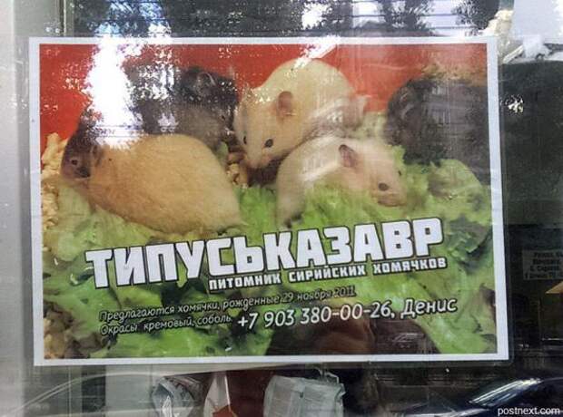 Картинки, юмор, приколы