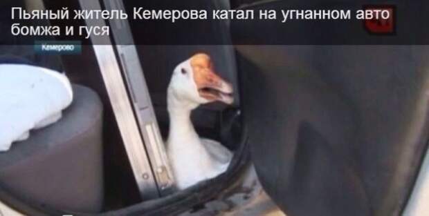 Автоприколы