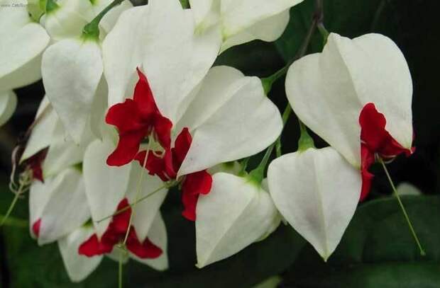 Клеродендрум лат. Clerodendrum - декоративно цветущие растения - декоративно цветущие растения - Каталог статей - цветы фото, ко