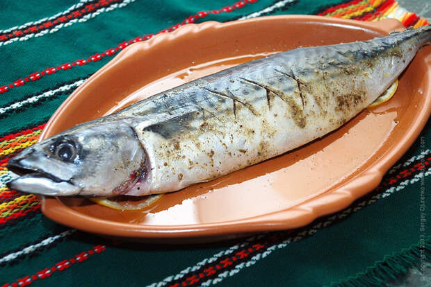 plateau_mackerel_08 (700x468, 466Kb)