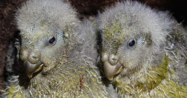 Рекордный сезон какапо: вылупилось 105 птенцов, выжили 98