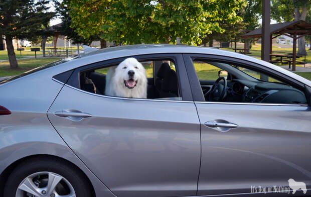 4Knines Rear Bench Seat Cover with Great Pyrenees