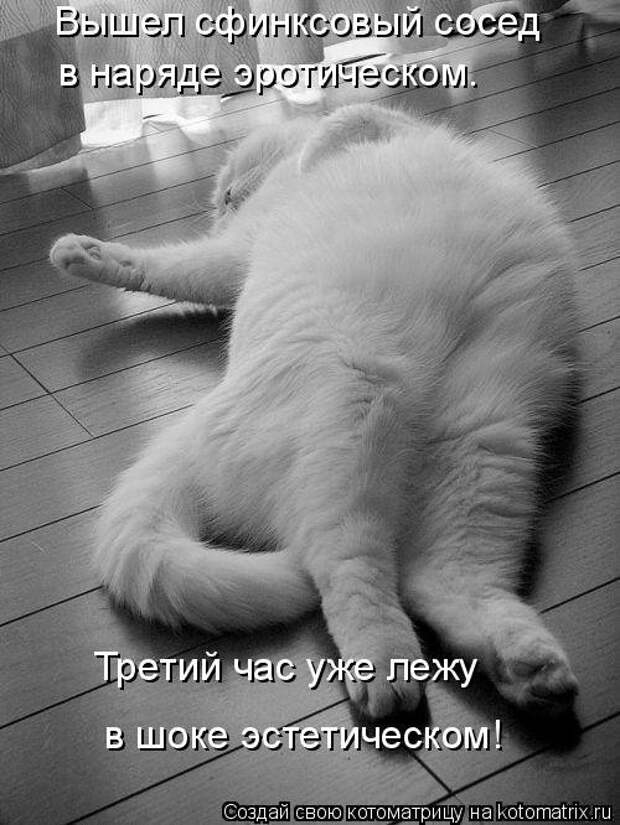 Еженедельная котоматрица (33 фото)