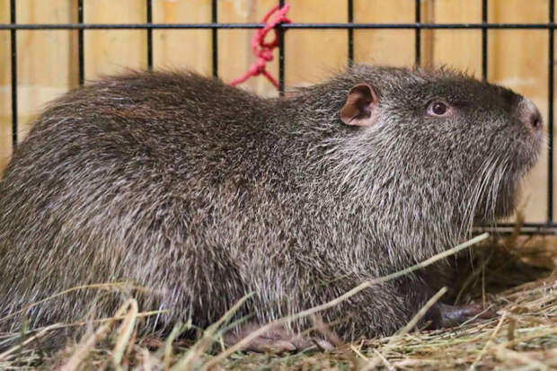 Более 30% маленьких москвичей проголосовали за имя Бусинка для нутрии с ВДНХ