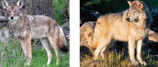 Смесь койота и волка - Интересные факты о волках