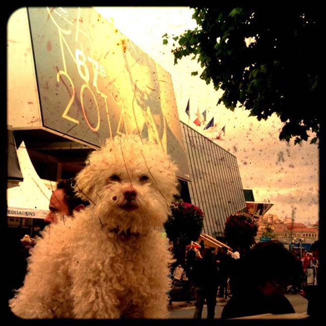Cerbero dog travel, собака путешественник