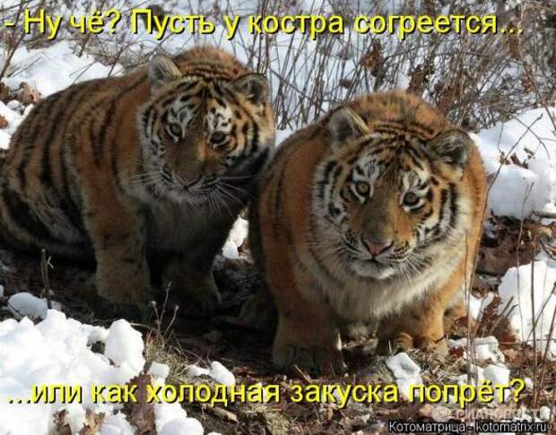 Котоматрицы(картинки с надписями)