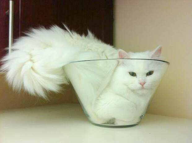 кошки в мисках