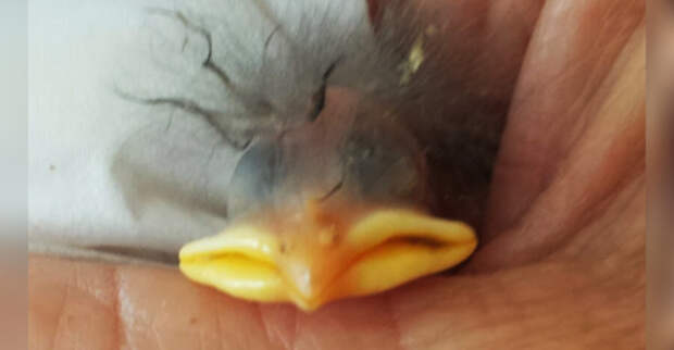 smashed-egg-bird-696x362