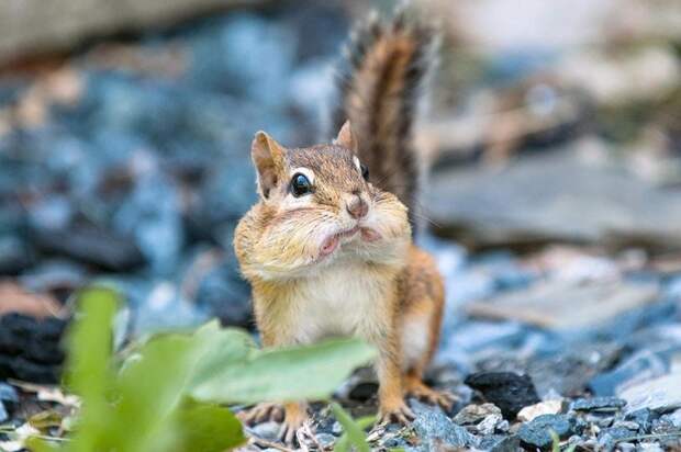 Funny-animals-with-muzzles-Agape-19