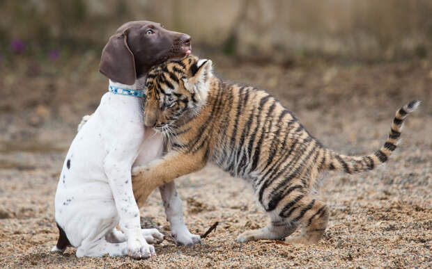 7-недельный тигренок и щенок на ферме в Южной Африке
