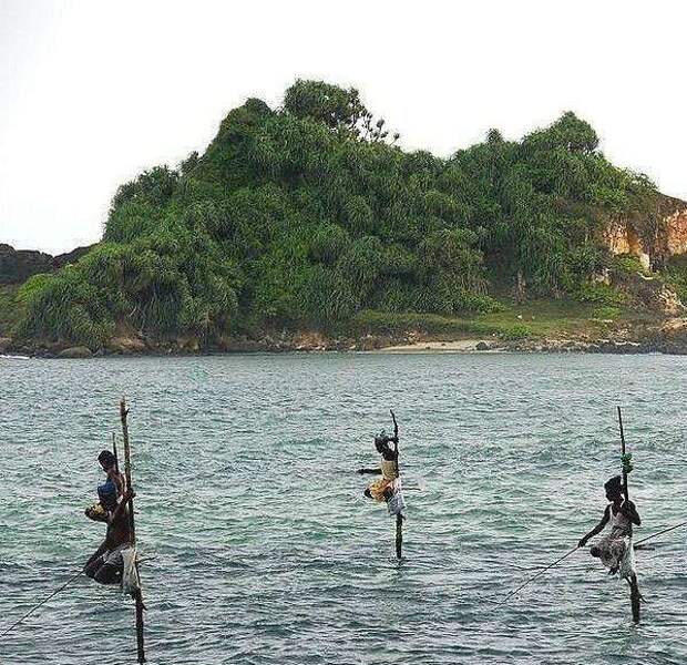 Рыбалка на шестах (Шри-Ланка) Рыбалка на шестах, природа, шри-ланка
