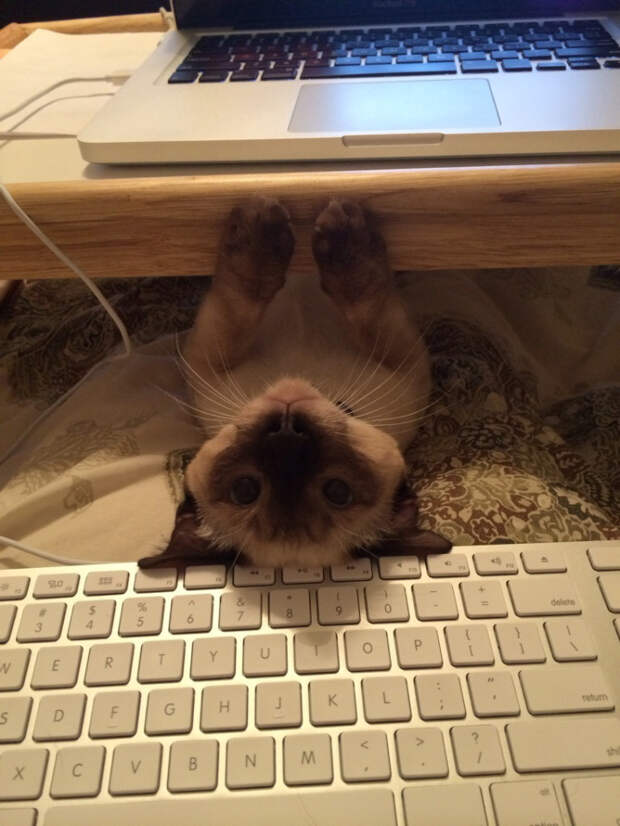 кошка и комп