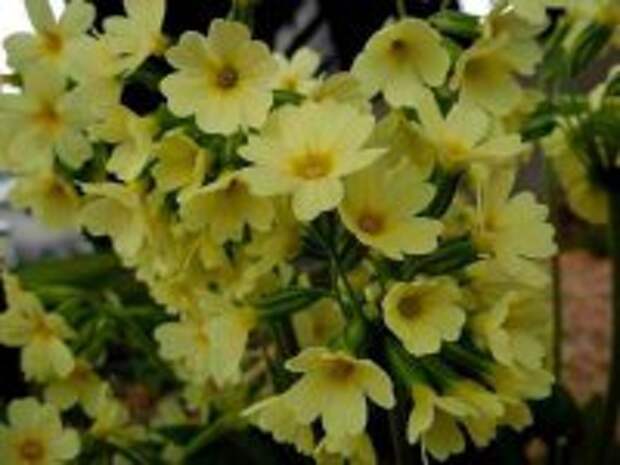 Primula veris (примула) Primula veris (примула)