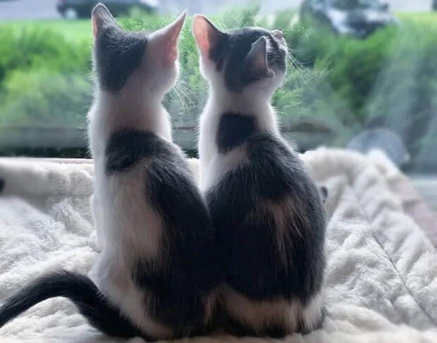 Без кота и жизнь не та