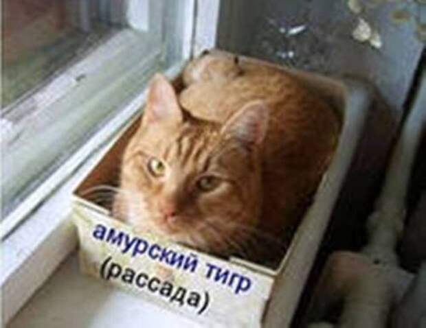 Животные мысли вслух Животные мысли вслух
