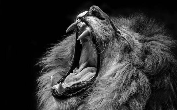 Lions_Roar_Teeth_Head_502263