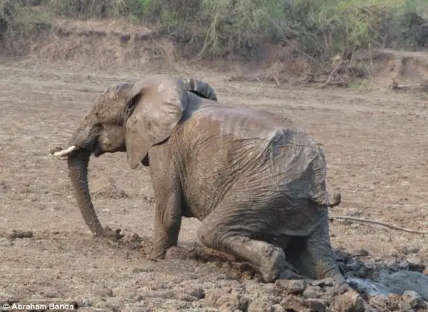 Спасение слонов животные, интересное