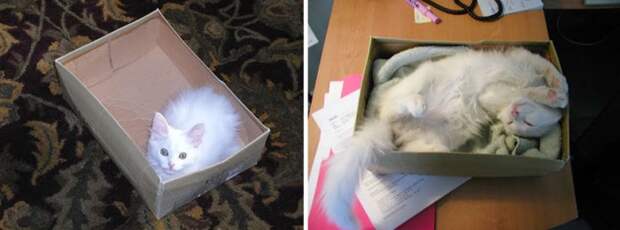 котенок в коробке