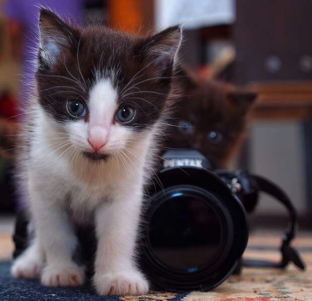 Прирожденные фотографы Прирожденные фотографы животные, фотографы