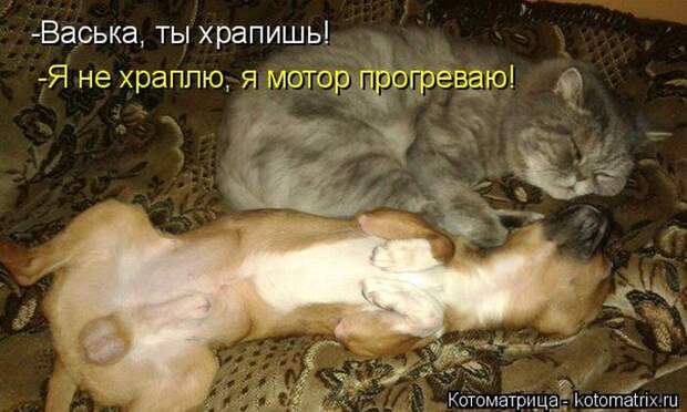Лучшие котоматрицы недели