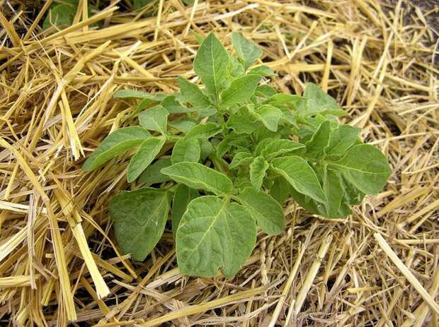 Солома защищает картошку от разных заболеваний и предупреждает рост сорняков