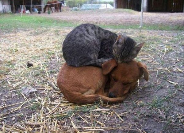 Кот на собаке Кот на собаке