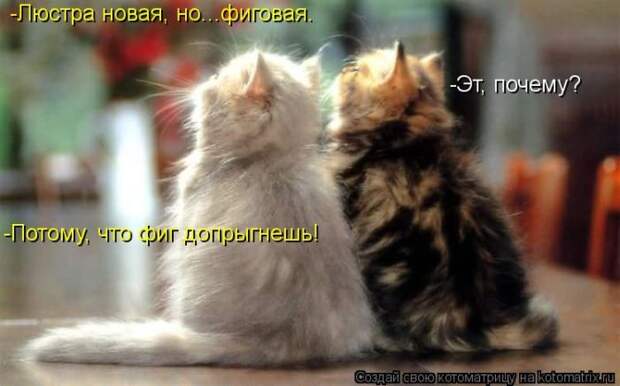 Лучшие котоматрицы за неделю