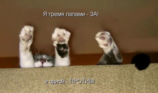 Котоматрица 14