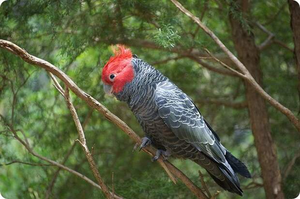 Шлемоносный какаду (лат. Callocephalon fimbriatum)