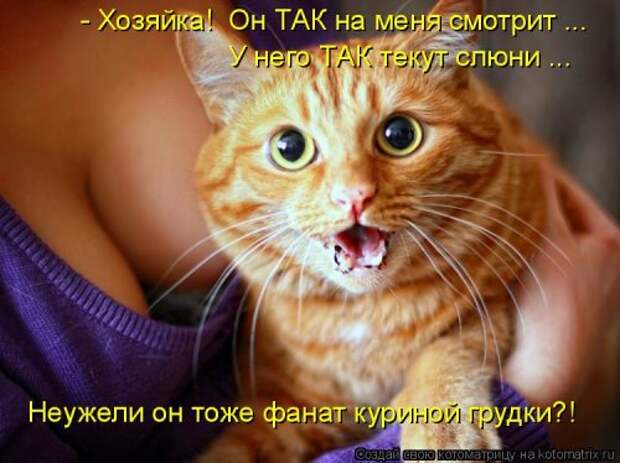 Свежая котоматрица (36 фото)