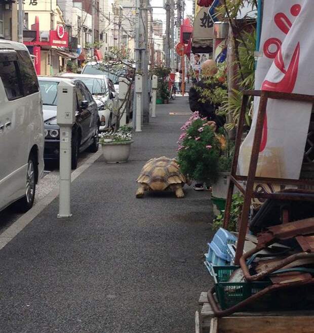 Пожилой японец выгуливает свое экзотическое домашнее животное домашний питомец, черепаха, япония