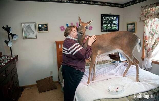 Необычные домашние животные (55 фото) Необычные домашние животные (55 фото)