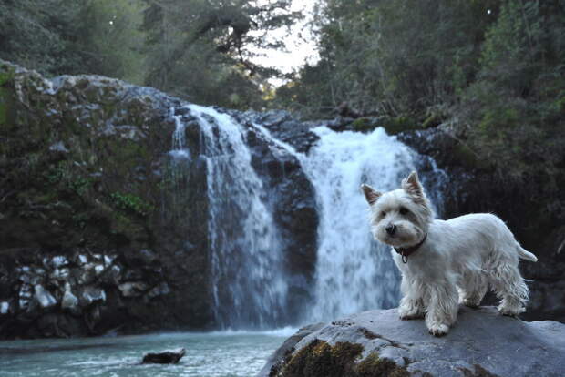День 36: Изучение водопадов в Чили  велосипед, мир, путешествие, собака