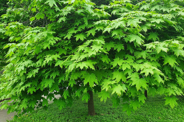 Рослесхоз опубликовал приказ о запрете американского клена