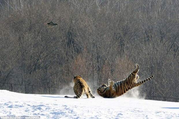 Эпичное падение тигра на спину в результате неудачной попытки поймать птицу животные, птица, тигр