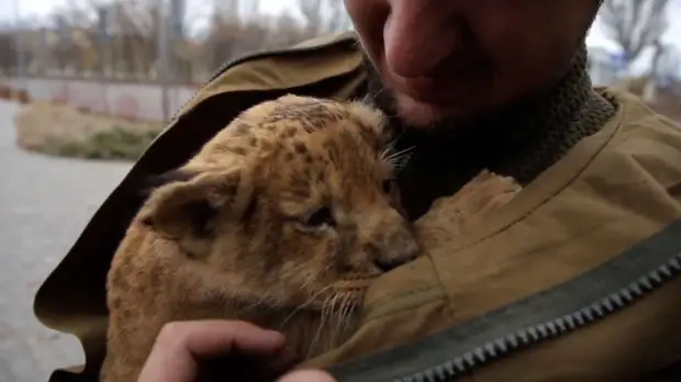 Символ мира: из Мариуполя в ДНР отправили маленькую львицу