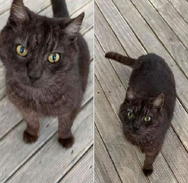 Кот на улице Черный кот