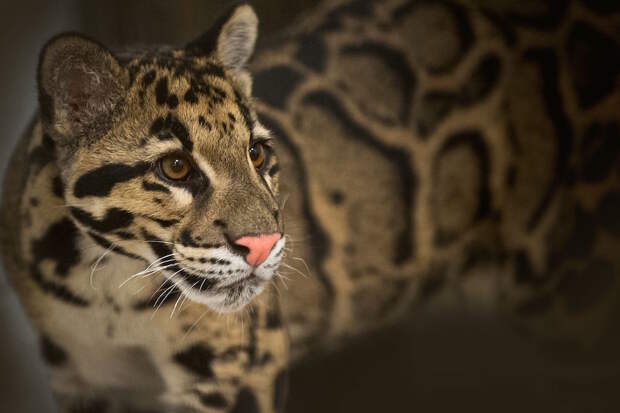 2. Дымчатый леопард. люди, мир, удивительные фотографии