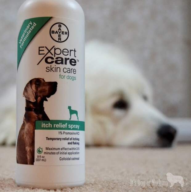 5 Reasons Your Dog Needs Omega-6 Fatty Acids #BayerExpertCare