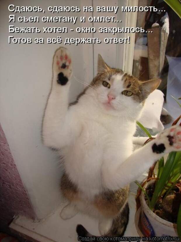 Котоматрица